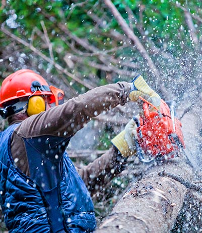 Potatura alberi e treeclimbing Asti e Alessandria